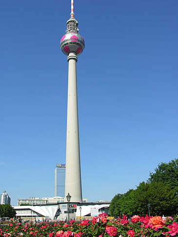 Fernsehturm und Rosen