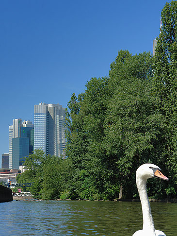 Foto Main mit Schwan - Frankfurt am Main