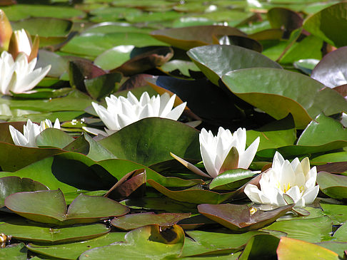 Foto Planten un Blomen - Wasserkaskaden - Hamburg