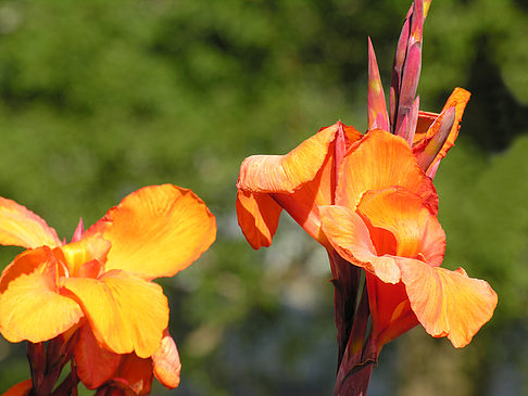 Planten un Blomen - Wiese am Parksee Fotos