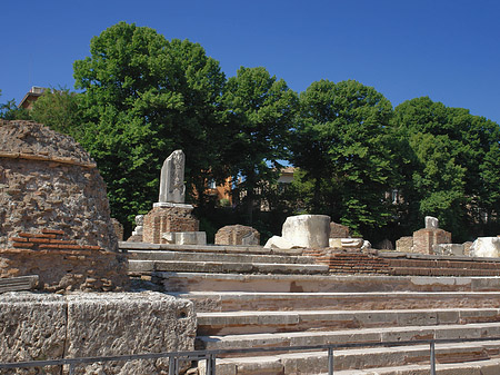 Bäume im Forum Romanum